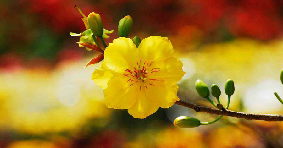 Chi tiết 52+ về hình ảnh hoa mai vàng hay nhất - cdgdbentre.edu.vn